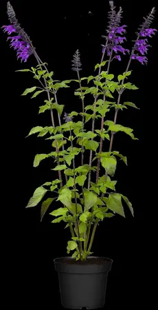 Salvia 'Pink Amistad' - 2 Ltr pot - image 3