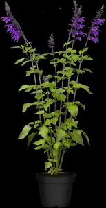 Salvia 'Pink Amistad' - 2 Ltr pot - image 3