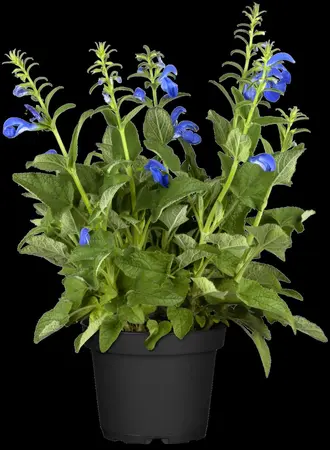 Salvia pratensis - P9 - image 2