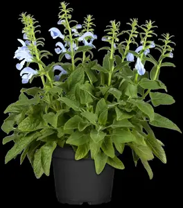 Salvia pratensis