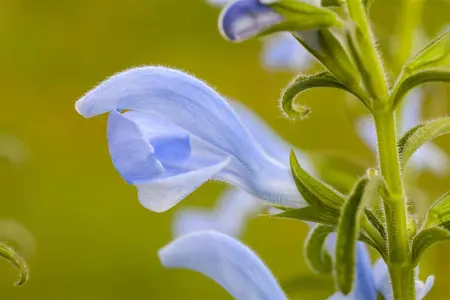 Salvia pratensis - P9 - image 3