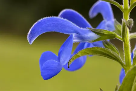 Salvia pratensis - P9 - image 4