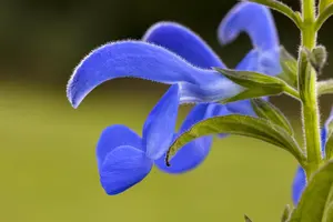 Salvia pratensis - P9 - image 4