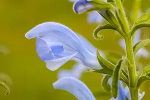 Salvia pratensis - 2 Ltr pot - image 1