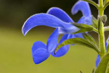 Salvia pratensis - 2 Ltr pot - image 2