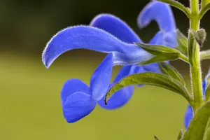 Salvia pratensis - 2 Ltr pot - image 2