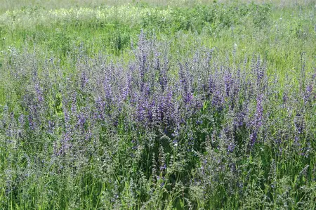 Salvia pratensis - P9 - image 5