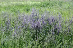Salvia pratensis - P9 - image 5