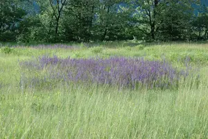 Salvia pratensis - P11 - image 4
