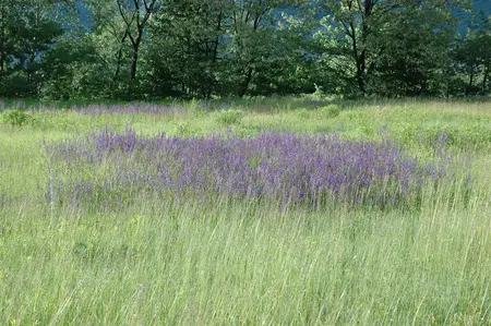Salvia pratensis - 2 Ltr pot - image 4
