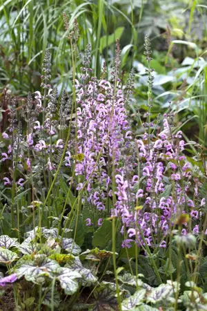 Salvia pratensis 'Rose Rhapsody' - P9 - image 1
