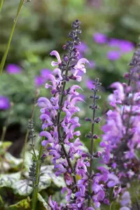 Salvia pratensis 'Rose Rhapsody' - P9 - image 2