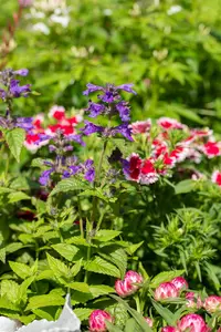 Salvia 'Rockin Red Flamingo'