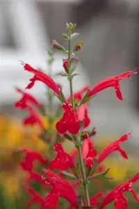 Salvia roemeriana 'Hot Trumpets' - 1.5 Ltr pot - image 2