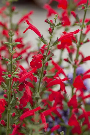 Salvia roemeriana 'Hot Trumpets' - 1.5 Ltr pot - image 2