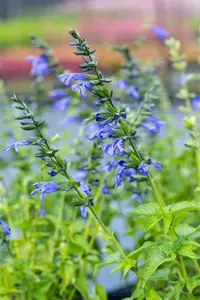Salvia 'Salgoon? Lake Como' - 2 Ltr pot - image 3