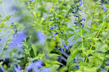 Salvia 'Salgoon? Lake Como' - 2 Ltr pot - image 1