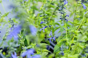 Salvia 'Salgoon? Lake Como' - 2 Ltr pot - image 3