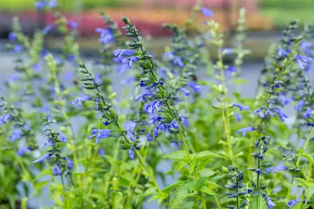 Salvia 'Salgoon? Lake Como' - 2 Ltr pot - image 2
