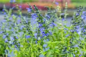 Salvia 'Salgoon? Lake Como' - 2 Ltr pot - image 2