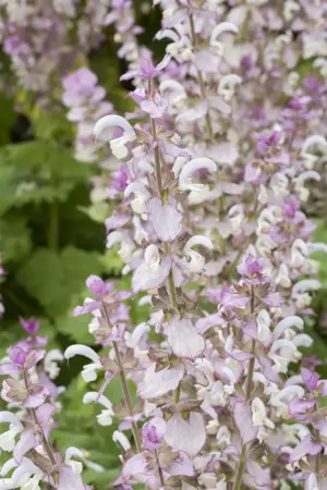 Salvia sclarea - 2 Ltr pot - image 2