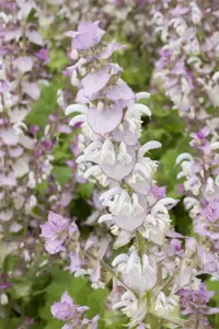Salvia sclarea - 2 Ltr pot - image 3