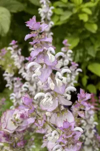 Salvia sclarea - 2 Ltr pot - image 4