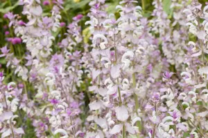 Salvia sclarea