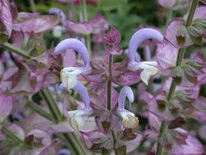 Salvia sclarea - 2 Ltr pot - image 5