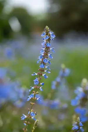 Salvia uliginosa - P9 - image 3