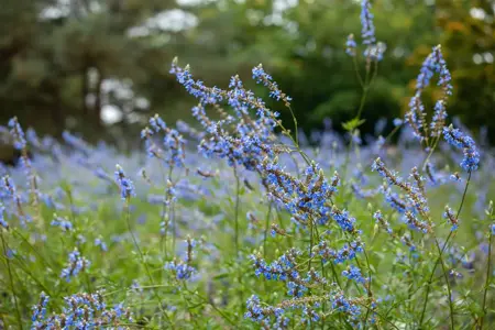 Salvia uliginosa - P9 - image 1