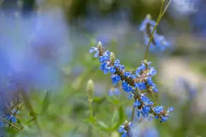 Salvia uliginosa - P9 - image 2