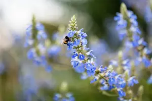 Salvia uliginosa - PLUG/CELGROWN 100 CEL TRAY - image 5