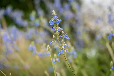 Salvia uliginosa - 2 Ltr pot - image 4