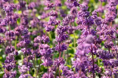 Salvia verticillata 'Purple Rain' - P9 - image 1