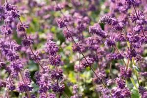 Salvia verticillata 'Purple Rain' - P9 - image 2