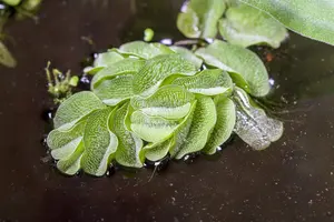 Salvinia natans - P9 - image 2