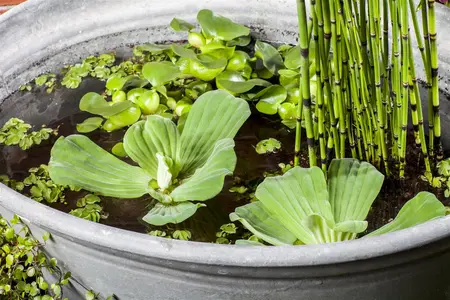 Salvinia natans - P9 - image 5