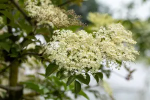 Sambucus canadensis 'Maxima'
