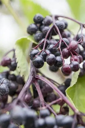 Sambucus nigra - Plug/Celgrown - image 5