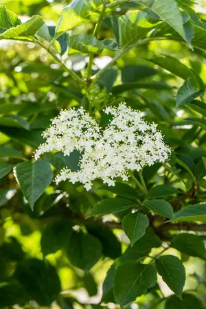 Sambucus nigra - 60-80 CM C4 - image 4