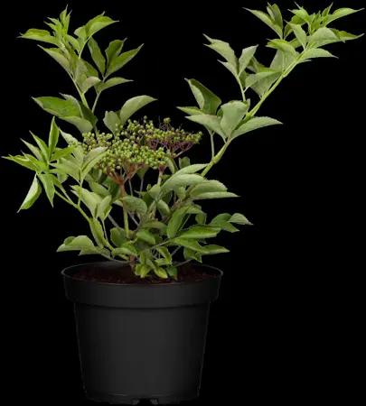 Sambucus nigra - 30-40 CM C2 - image 3