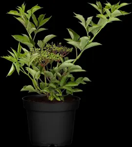 Sambucus nigra - 2 Ltr pot - image 3