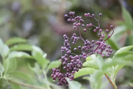 Sambucus nigra - 20-30 CM C2 - image 2