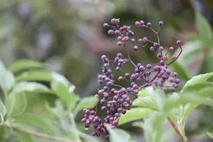 Sambucus nigra - 30-40 CM C2 - image 2