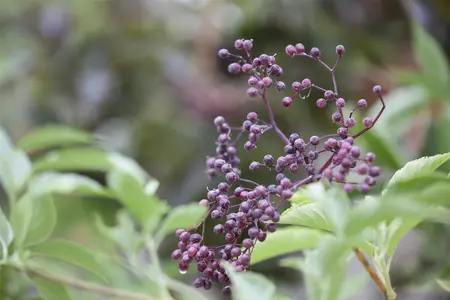 Sambucus nigra - STD 20-25 CM CONT    - image 1