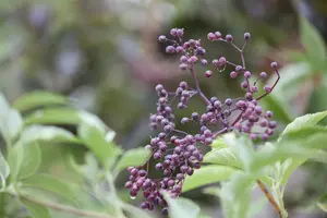 Sambucus nigra - STD 20-25 CM CONT    - image 1