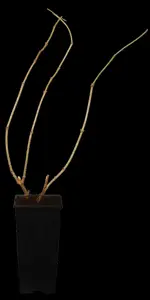 Sambucus nigra