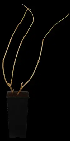 Sambucus nigra - 100-125 CM C20 - image 1