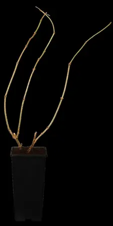 Sambucus nigra - 150-175 CM C10 - image 1